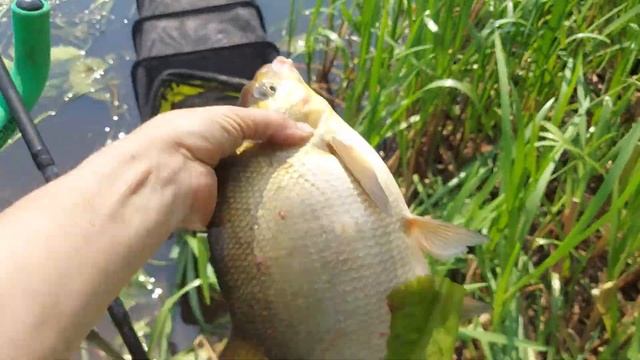 Ловля леща на реке Березина. смотреть онлайн