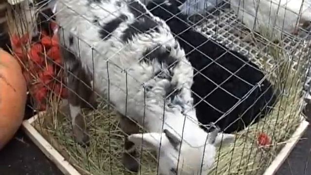 праздник урожая в карачеве 10 11 14 смотреть онлайн