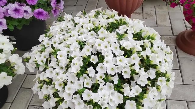 Рай в саду у Раи смотреть онлайн