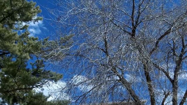 Planting Granny Smith Apple Trees in heavy clay soil смотреть онлайн