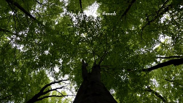 Удивительная Закарпатская весна 2015. Апрель. смотреть онлайн