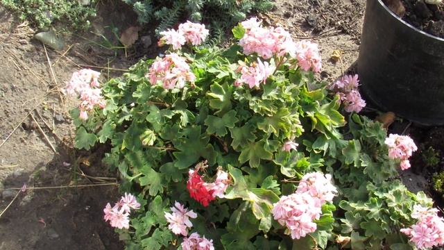 КАКУЮ ТЕМПЕРАТУРУ ВЫДЕРЖИТ ГЕРАНЬ НА УЛИЦЕ смотреть онлайн