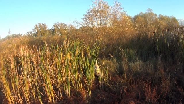 Лабрадор. Охотничьи собаки в Казахстане