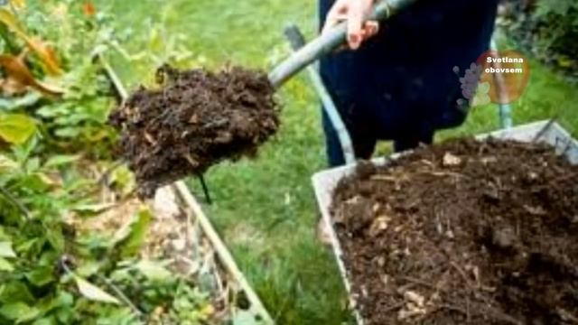 ПОДСЫПЬ ЭТО ПОД МАЛИНУ ОСЕНЬЮ.ЭТА ПОДКОРМКА ТВОРИТ ЧУДЕСА. ВЕСНОЙ УРОЖАЙ БУДЕТЕ СОБИРАТЬ ВЕДРАМИ . смотреть онлайн