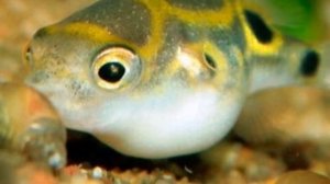 КАРЛИКОВЫЙ ТЕТРАДОН. СОДЕРЖАНИЕ И РАЗВЕДЕНИЕ