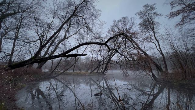 Tranquil Foggy Lake Ambience | ASMR Sounds from Berlin's Treptower Park смотреть онлайн
