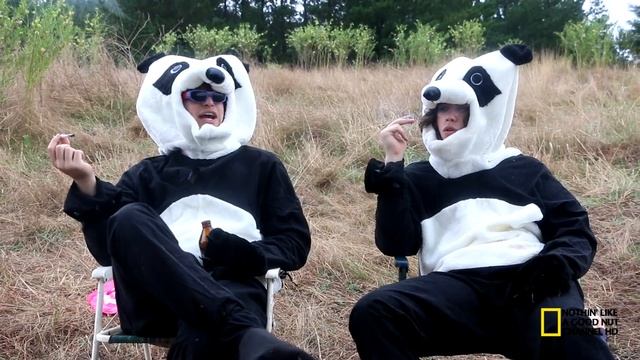 Giant Panda Mating Season | Wildlife Documentary смотреть онлайн