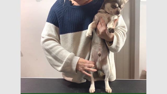 Dog Heart Rate - How to take your dogs pulse and heart rate смотреть онлайн