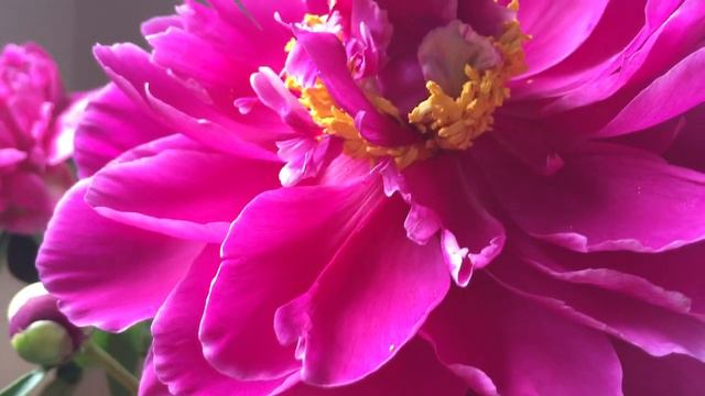 Pink Peony смотреть онлайн