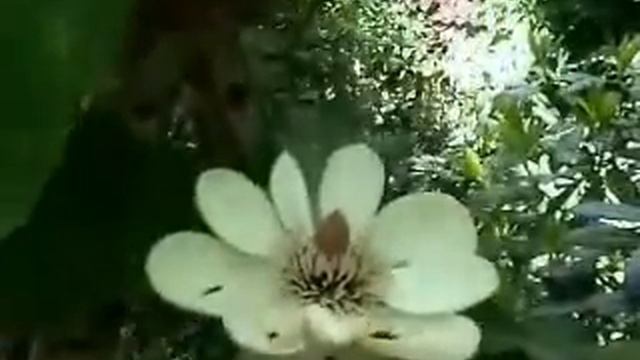 60 Stunden Magnolia hypoleuca смотреть онлайн