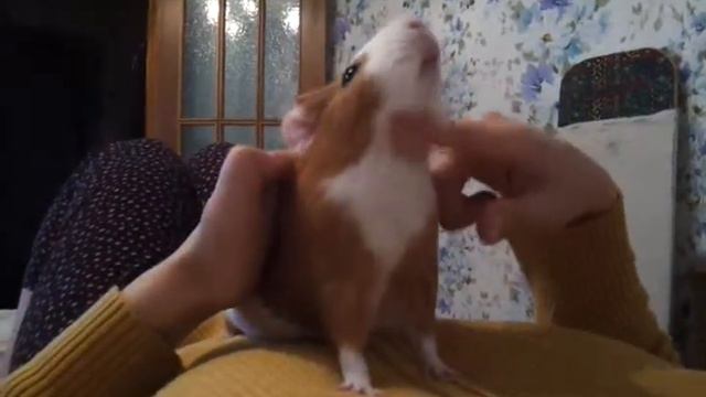 Морская свинка балдеет