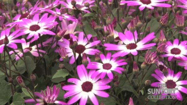 Grower Tips For Success: Senetti Pericallis