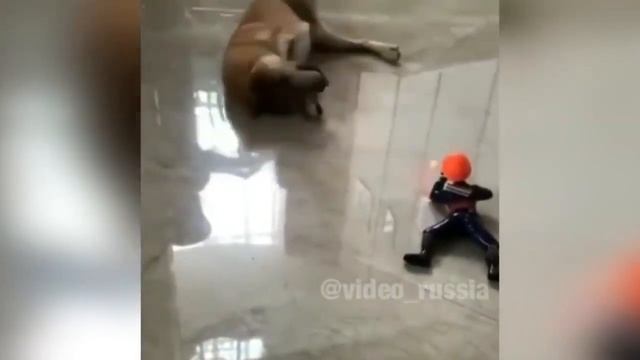 Приколы про кошек с озвучкой смотреть онлайн