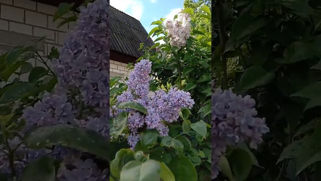 Сирень ( по цвету - голубая), кажется" Профессор Хозер" смотреть онлайн