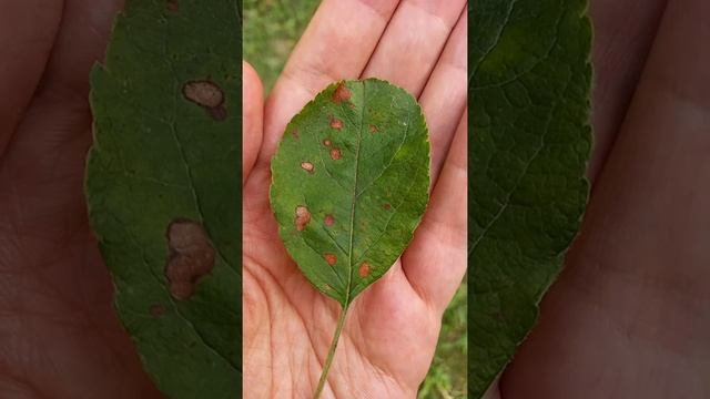 Альтернариоз яблони смотреть онлайн