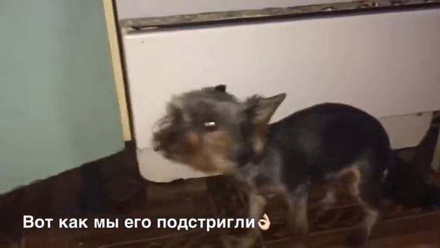 DogVlog. Привезли собаку в салон красоты ?♂️. Показываю одежду Йорка??? смотреть онлайн