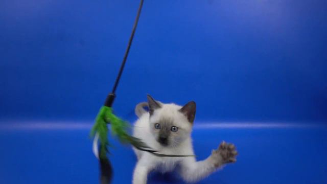 Тайская девочка Divina Gamlet, 1,5 месяца, https://www.thaigamlet.ru/ смотреть онлайн