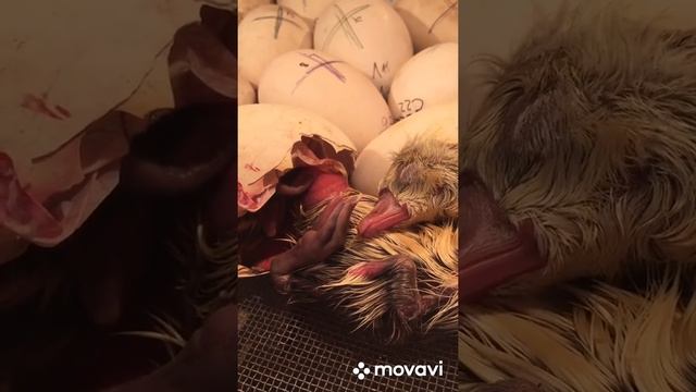 Из одного яйца вылупилось два гусёнка Two Geese From A Double Yolk Egg