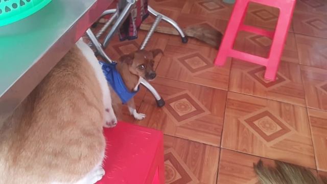 Big Cat Reacts Angry and Attack Cameraman When Being Filmed | Viral Cat смотреть онлайн