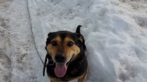 Пёс по кличке " Рекс " . 22.03.2019