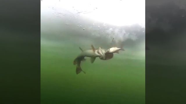 DIABIA Exciting ice fishing смотреть онлайн