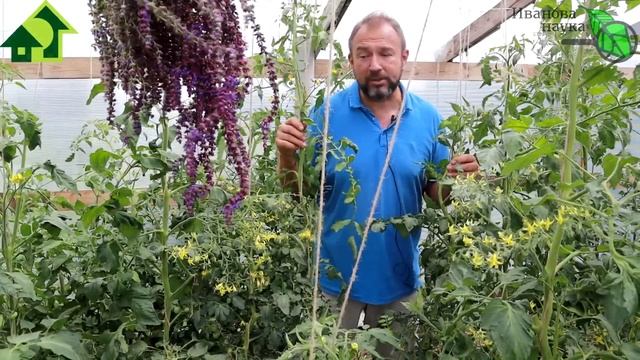 УРОЖАЙ БЕЗ ОСТАНОВКИ! СРОЧНО дайте ЭТО томатам, огурцам и перцам и и они одарят вас богатым урожаем смотреть онлайн