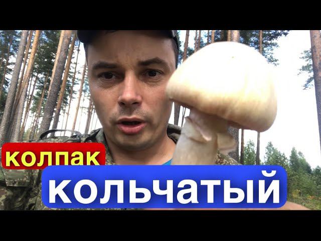 Как правильно собирать грибы КОЛПАЧКИ, или самый вкусный гриб растущий в России! смотреть онлайн