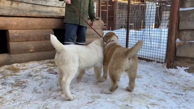 Бульдозера внучка и правнучки!Барда с дочками от Мартына(Алабай 62).САО/алабай.РКФ/FCI. +7915778778 смотреть онлайн