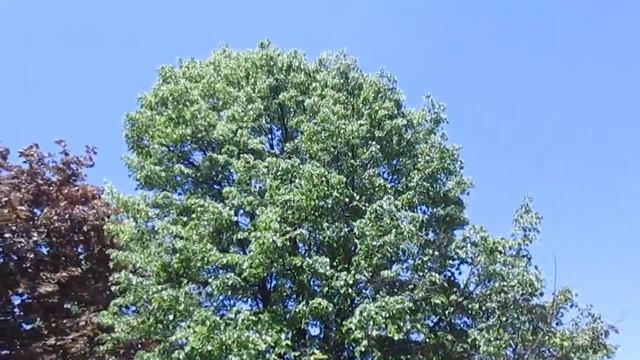 ВЕСЕННЕЕ АСМР: цветы, деревья, природа / Spring ASMR: trees, flowers,nature смотреть онлайн