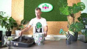 Монстера Вариегатная (Альба) саженец, пересадка и уход дома.