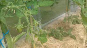 Сравнение сортов томатов Красный комуфляж и Дебарау черный