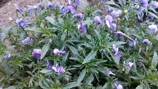 Обезболивающее средство, которое растёт прямо у нас под ногами. Фиалка Душистая (Violae odorata) смотреть онлайн