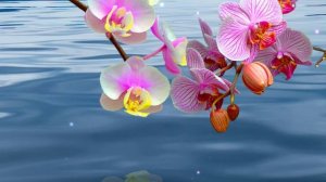 Футаж. Цветы над водой 3