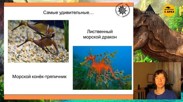 Детский эфир «Морской конёк и все, все, все» в рамках рубрики «Динозаврики и все, все, все» смотреть онлайн