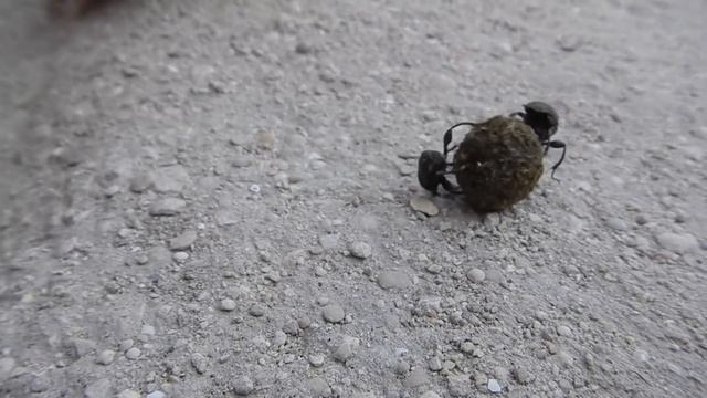 5 САМЫХ СИЛЬНЫХ ЖИВОТНЫХ В МИРЕ смотреть онлайн