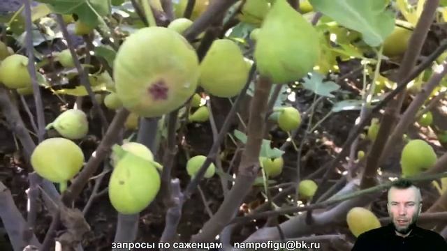 неФиговый Вторник #4. Инжироводство - лженаука. Укрытие, полив, обрезка, удобрение инжира. смотреть онлайн