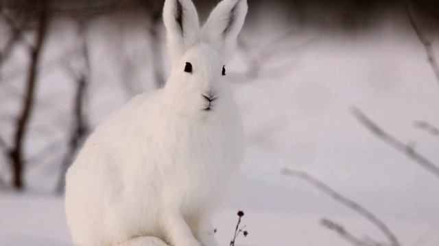 Шуточное стихотворение для взрослых "Про охоту на зайцев". Видеоколлаж. смотреть онлайн