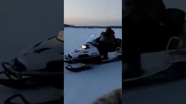 Ирландский Сеттер на снегоходе. смотреть онлайн