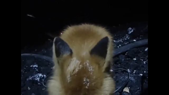 ЛИСА ПРИШЛА В ГОСТИ ПОЕСТЬ ЕДЫ И ПОЗНАКОМИТСЯ С СОСЕДЯМИ ДИКОЕ ЖИВОТНОЕ ЛИСА ОЧЕНЬ УМНАЯ ЛИСА смотреть онлайн