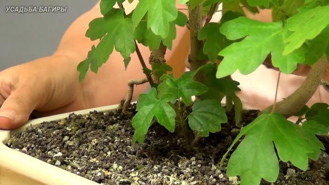 Бонсай Роща из кленов (ч.2). смотреть онлайн