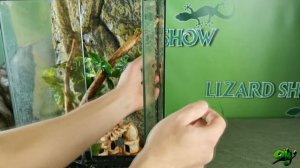 СОДЕРЖАНИЕ  Траурных Гекконов (Lepidodactylus Lugubris)