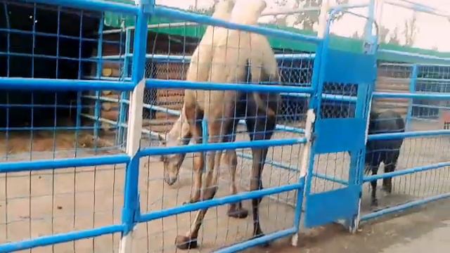 Зоопарк г. Семей. 2017 г. Nastya love💗 смотреть онлайн