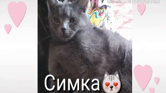 Всё об моей Симке😻🐱🐈🐾👍👌🎀🎬🎥 смотреть онлайн