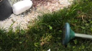 Как избавиться от кротов и землеройки. Проверил лично