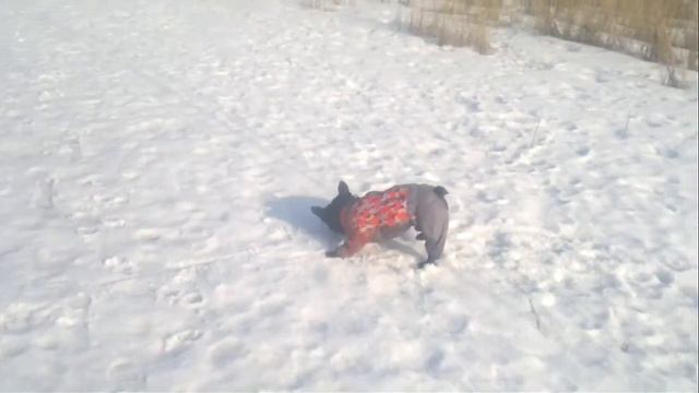 Французский бульдог и бутылка смотреть онлайн