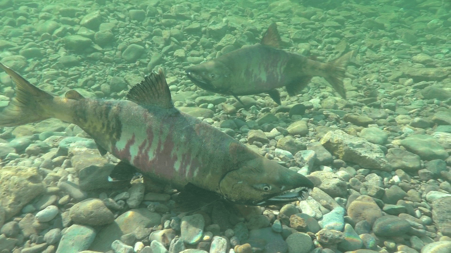 Улья золотая 5-я часть смотреть онлайн