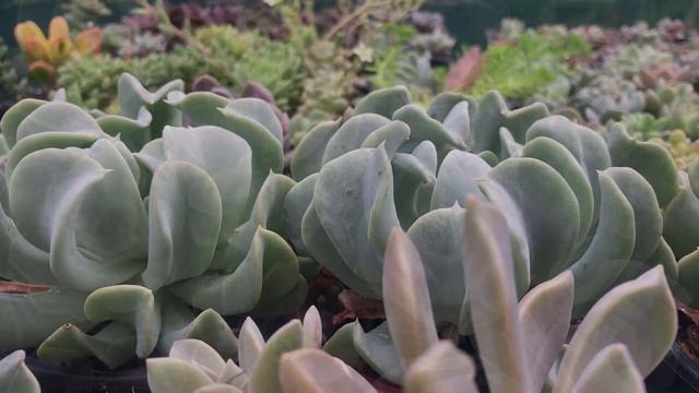 Echeveria Runyonii 'Topsy Turvy' Quick Overview & Care Tips