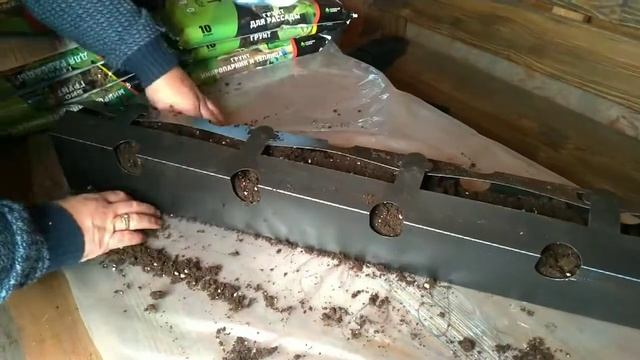 Выращивание клубники в лотках, заполнение лотков субстратом смотреть онлайн