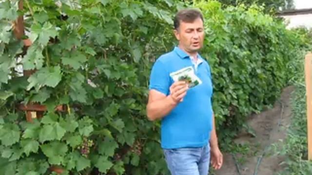 Обработка винограда в период созревания. смотреть онлайн