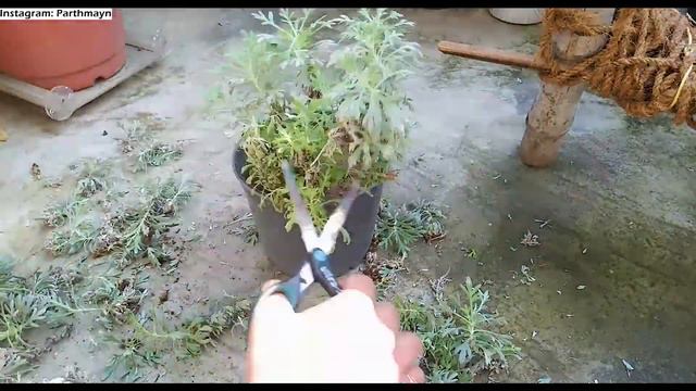 Pruning My Silver Mound Plants (Lavender Plant) Silver Artemisia | Silent Gardening Vlog смотреть онлайн
